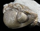 Wide, Enrolled Eldredgeops Trilobite - Ohio #55453-2